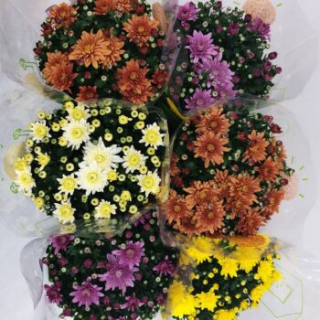 Chrysanthemum Homerun mix