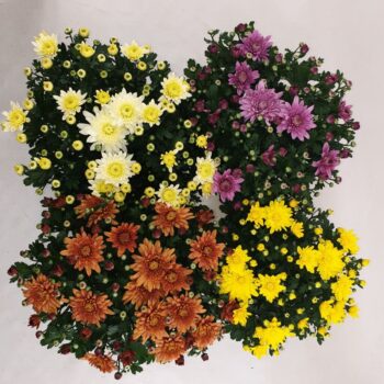 Chrysanthemum Homerun mix