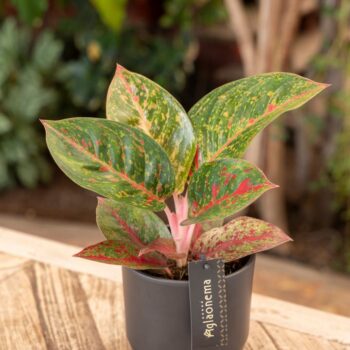 Aglaonema Red Sprinkles