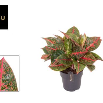 Aglaonema Red Sprinkles