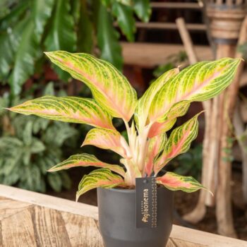 Aglaonema Eyecatcher