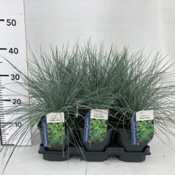 Festuca glauca Elijah Blue