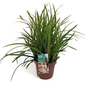 Carex morrowii Ice Dance