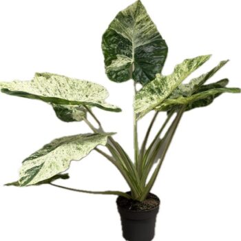 Alocasia Macrorizza Splash 24 cm