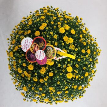 Chrysanthemum Skyfall yellow