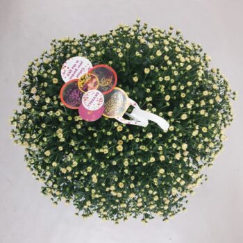 Chrysanthemum Skyfall White