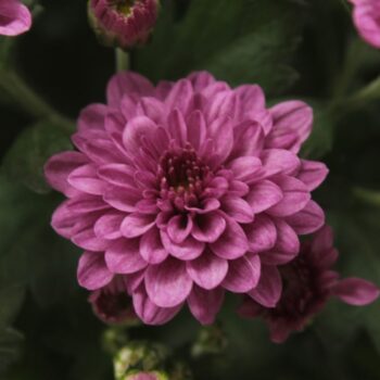 Chrysanthemum Skyfall Pink