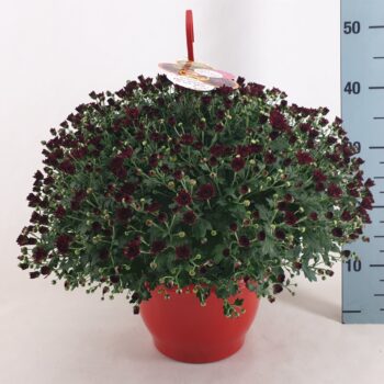 Chrysanthemum Skyfall Red