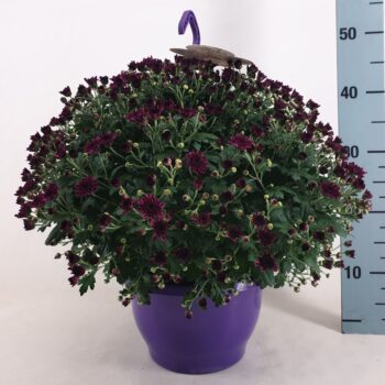Chrysanthemum Skyfall Purple