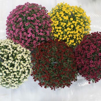 Chrysanthemum Skyfall Mono mix