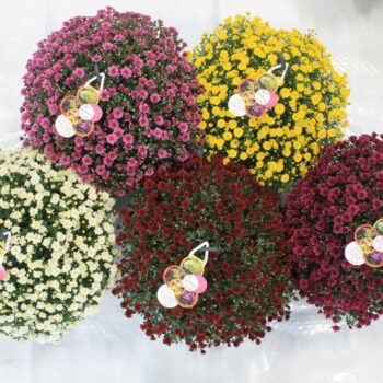 Chrysanthemum Skyfall Mix