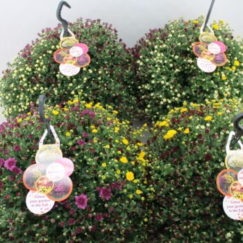 Chrysanthemum Skyfall trio mix