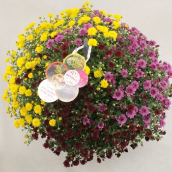 Chrysanthemum Skyfall Red, Yellow and Pink