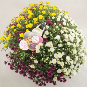 Chrysanthemum Yellow, White and Purple