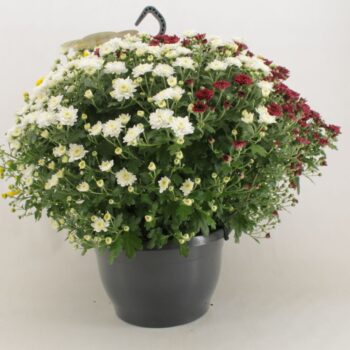 Chrysanthemum Skyfall Yellow, White and Red