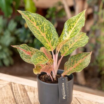 Aglaonema Samba Red