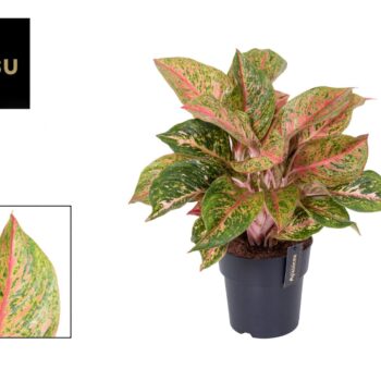 Aglaonema Samba Red