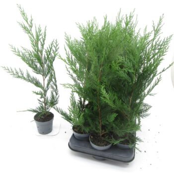 cupressocyparis leylandii