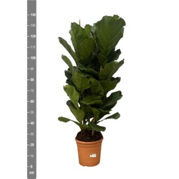 Ficus Lyrata toef - 140cm