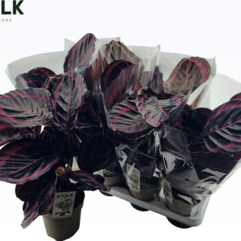 Calathea Roseopicta Jessy