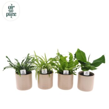 Air So Pure mix in Havana keramiek