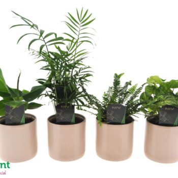 Fresh Green mix in Havana keramiek