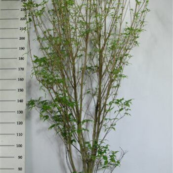 Cornus k. 'Weisse Fontaine'