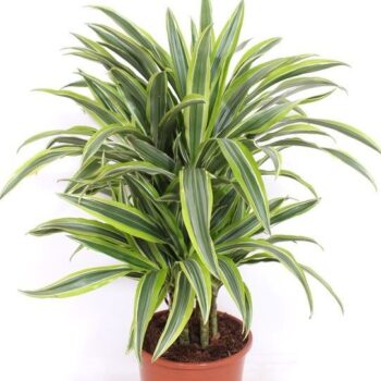 Dracaena Lemon Lime