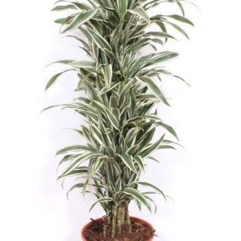 Dracaena White Stripe