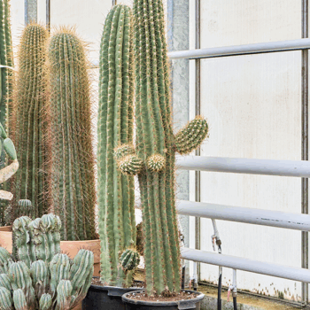 Trichocereus terschechii (220-240) Branched
