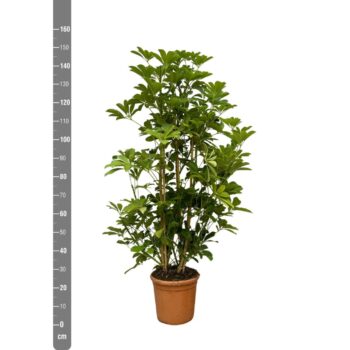 Schefflera Aboricola 'Luseana' - 170cm
