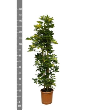 Schefflera Arboricola 'Gold Capella' - 180cm