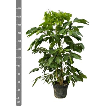 Schefflera Actinophylla 'Amate' - 220cm