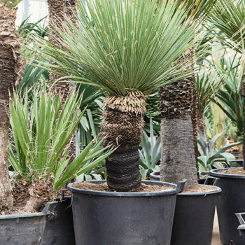 Dasylirion serratifolium Stem