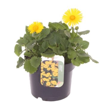 Doronicum orientale