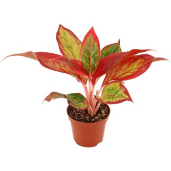 Aglaonema Red Fire 9 cm