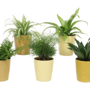 Groen Mix 12cm - Classic - Mohs en Sharik