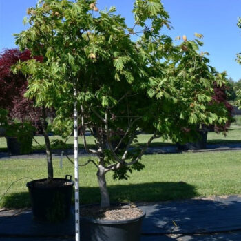 Acer japonicum 'Aconitifolium'