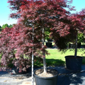 Acer pal. 'Garnet'