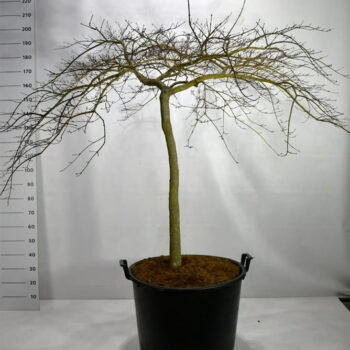 Acer pal. 'Inaba-shidare'