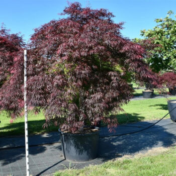 Acer pal. 'Inaba-shidare'