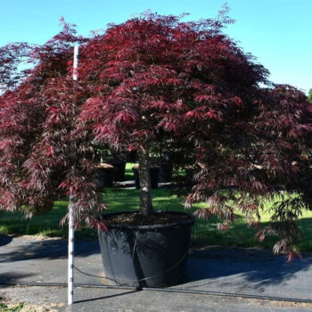 Acer pal. 'Inaba-shidare'
