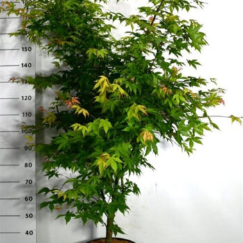 Acer pal. 'Osakazuki'