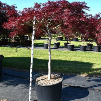 Acer pal. 'Stella Rossa'