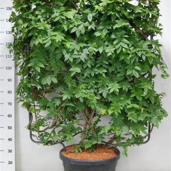 Wisteria brach. 'Yokohama fuji'