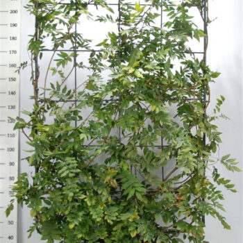 Wisteria brach. 'Yokohama fuji'