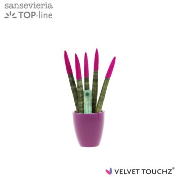 Sansevieria VELVET TOUCHZ®Fuchsia in keramiek Osaka