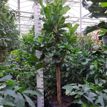 Ficus Lyrata dikke stam 300