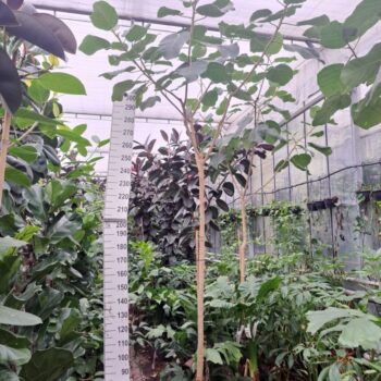 Ficus auriculata Everest stam 370