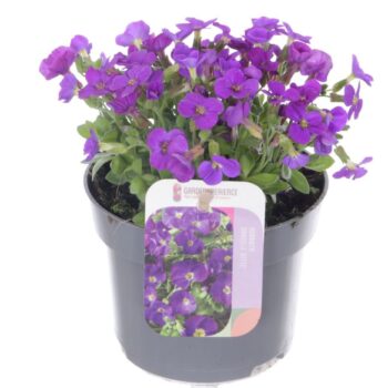 Aubrieta gracilis Kitte